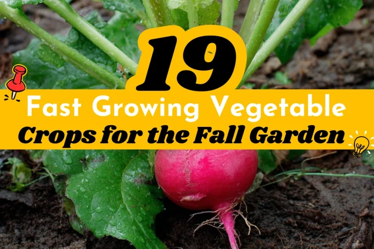 19 Fast Growing Vegetable Crops for the Fall Garden