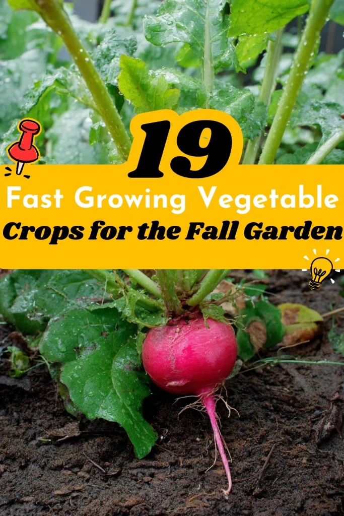 19 Fast Growing Vegetable Crops for the Fall Garden
