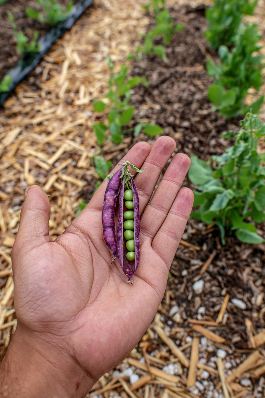 Purple Podded Peas Fresh from the Garden