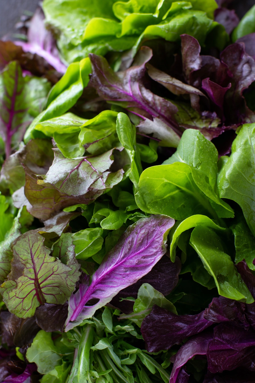 Vibrant Mesclun Mix for Fall Greens