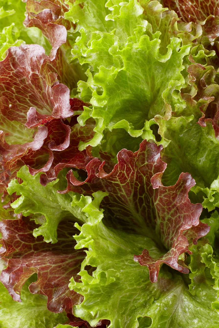 Curly Leaf Lettuce in Fall Hues