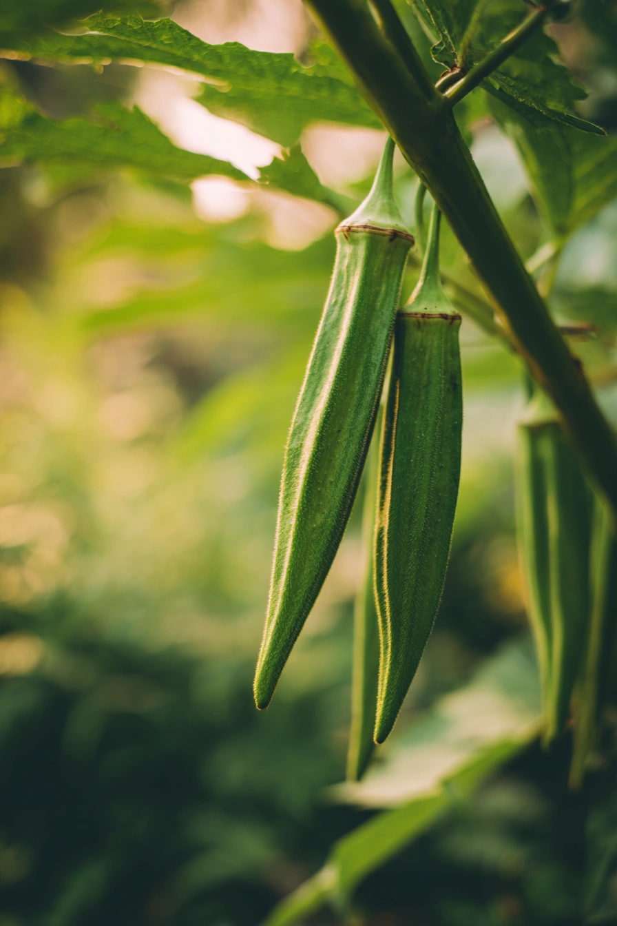 Tender Okra Pods in Golden Light