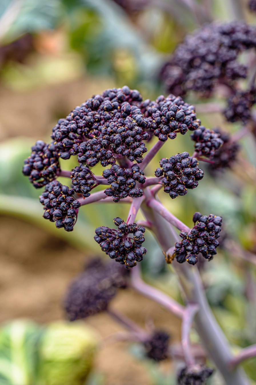 Purple Sprouting Broccoli in Full Color