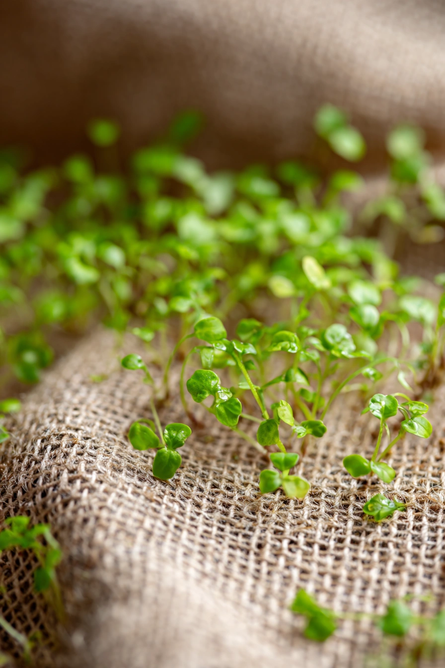 Fresh Microgreens Sprouting on Burlap