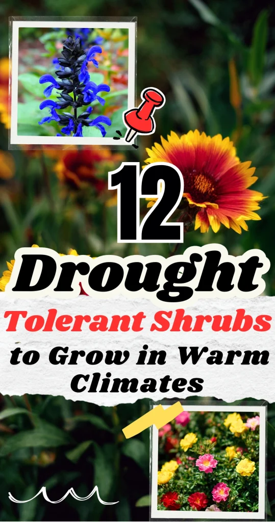 12 Drought Tolerant Shrubs to Grow in Warm Climates