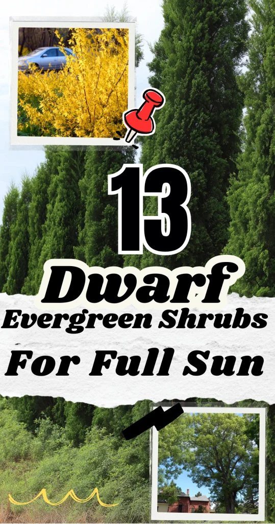 13 Dwarf Evergreen Shrubs For Full Sun