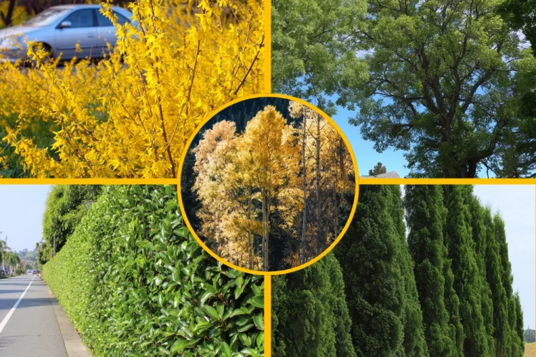 13 Dwarf Evergreen Shrubs For Full Sun