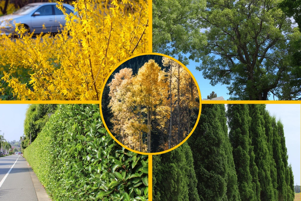 13 Dwarf Evergreen Shrubs For Full Sun