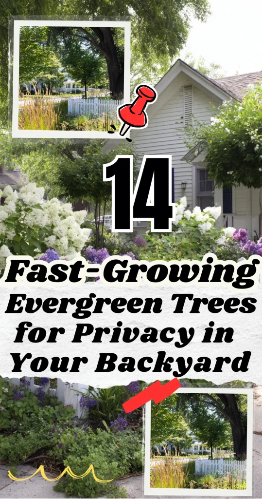 14 Fast-Growing Evergreen Trees for Privacy in Your Backyard