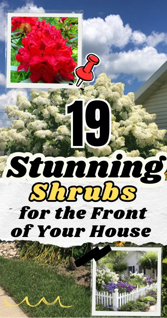 19 Stunning Shrubs for the Front of Your House That Won’t Outgrow Their Space