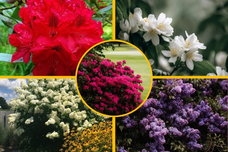 19 Stunning Shrubs for the Front of Your House That Won’t Outgrow Their Space
