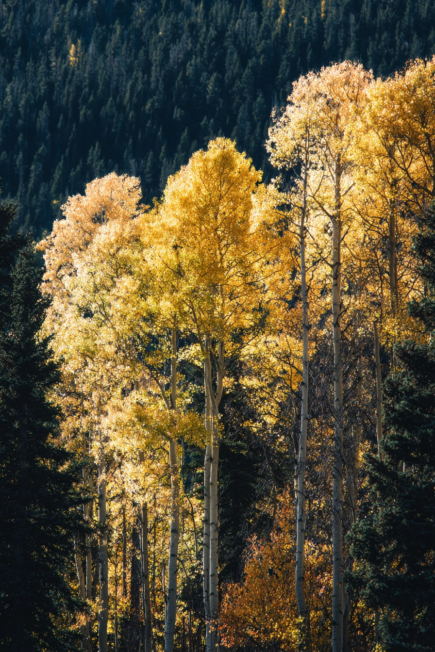 Evergreens Beneath Autumn Gold