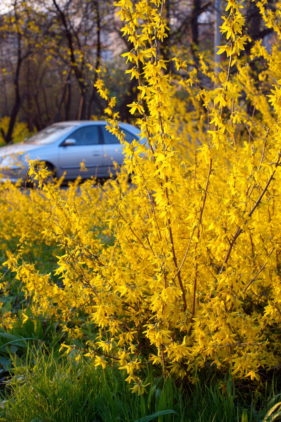 Golden Glow Meets Evergreen Charm