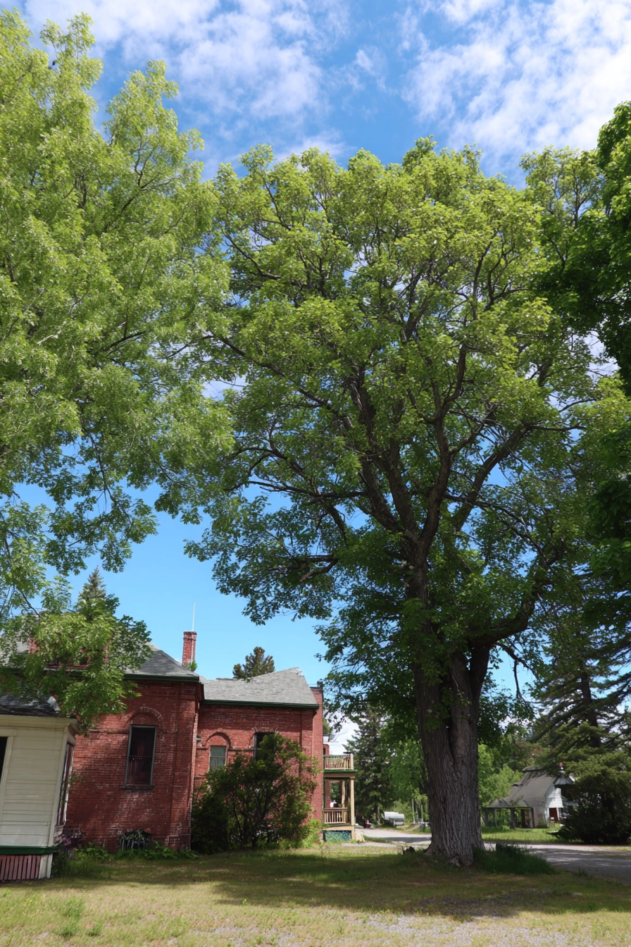 Sun-Loving Evergreens Beside Historic Charm