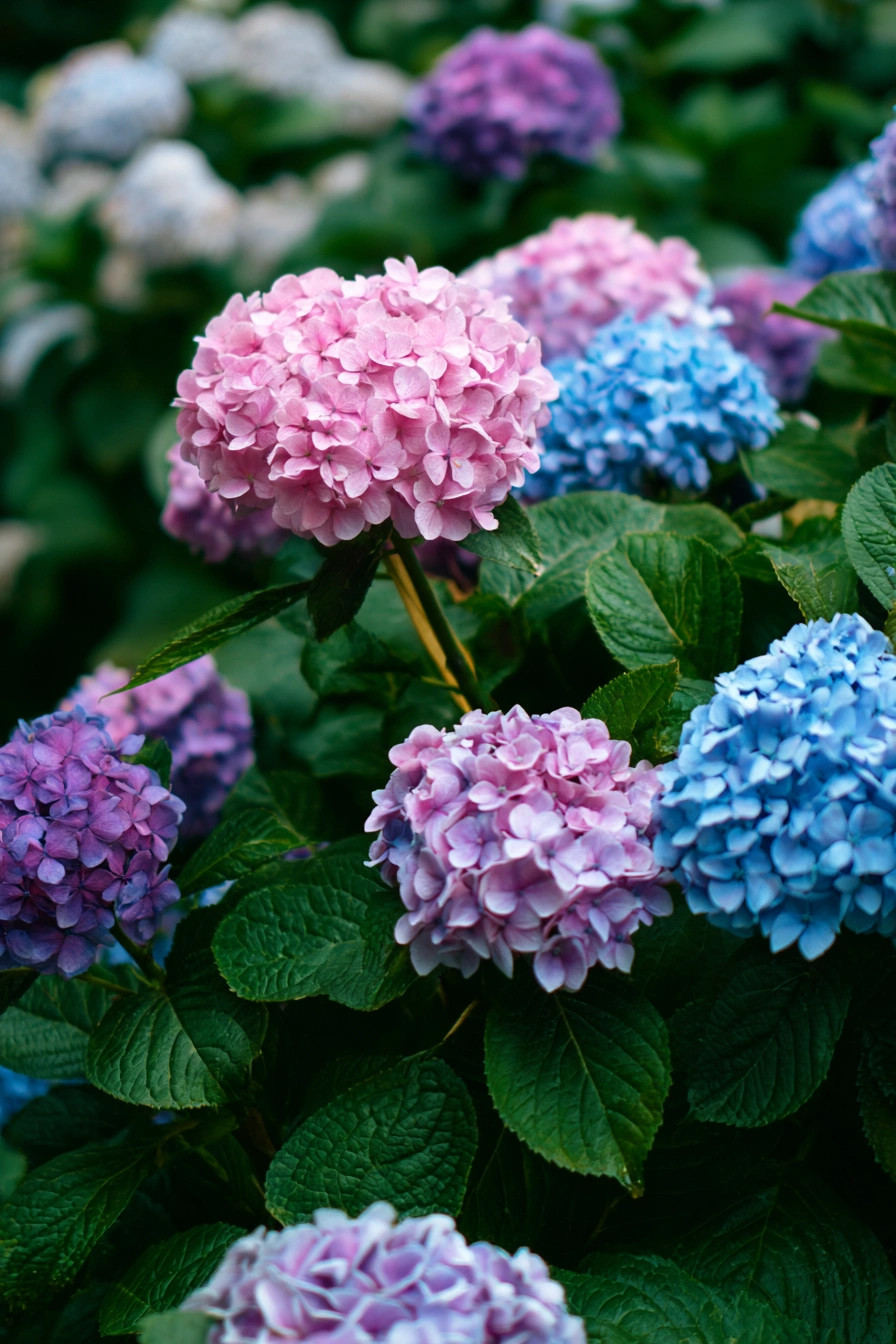Colorful Hydrangeas with Evergreen Companions