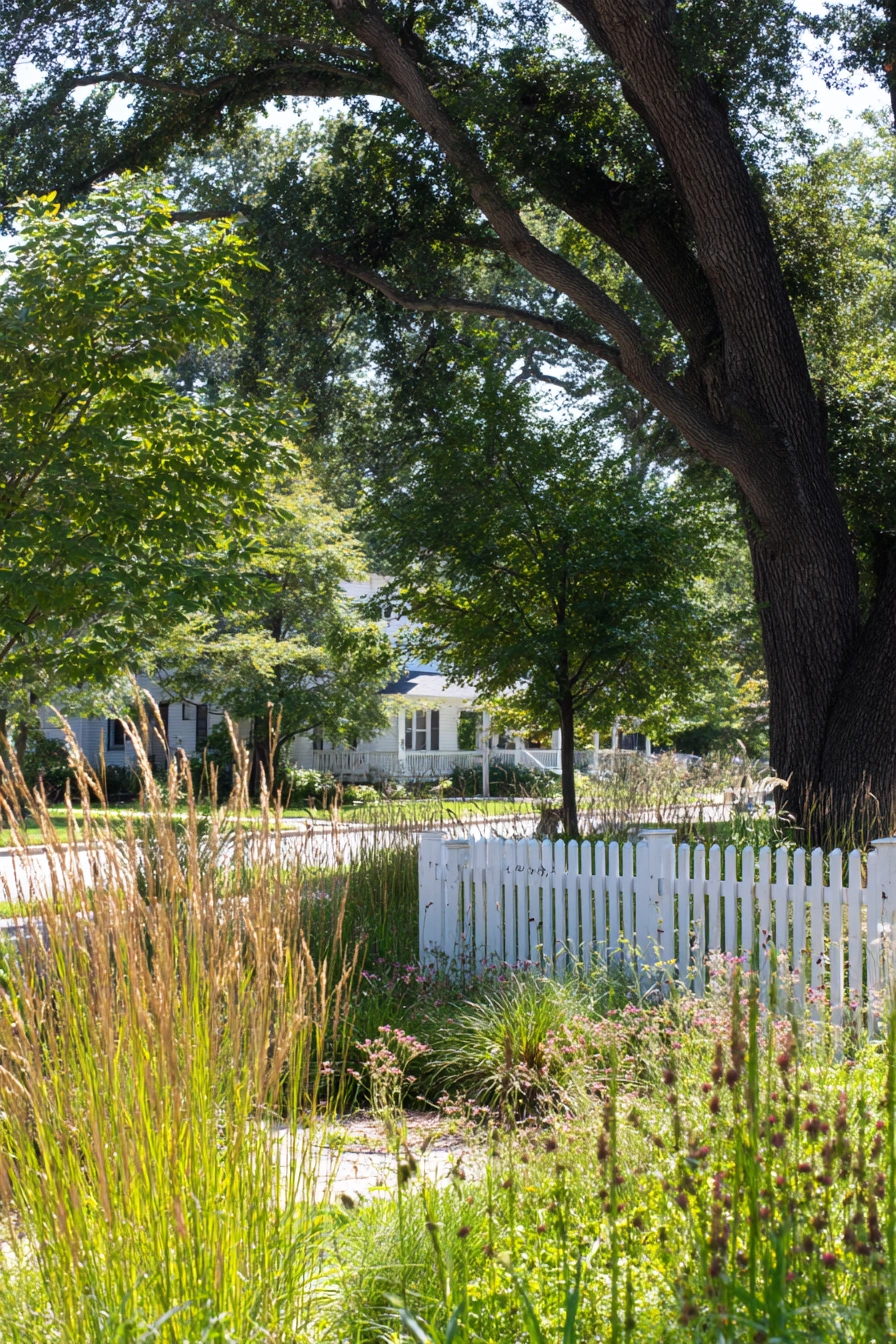 Sunny Cottage Garden with Evergreen Layers