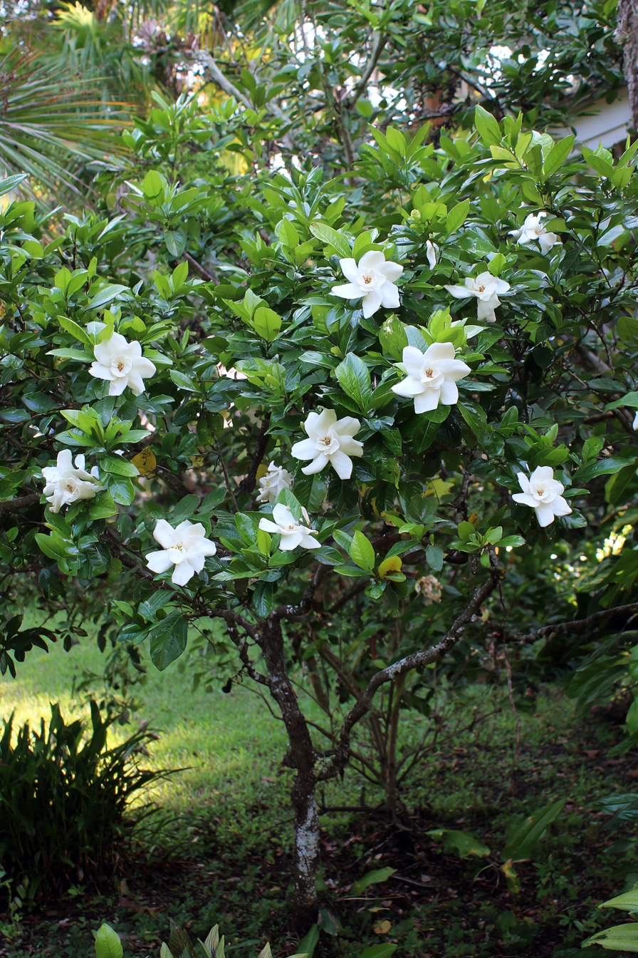Glossy Gardenias with Evergreen Appeal