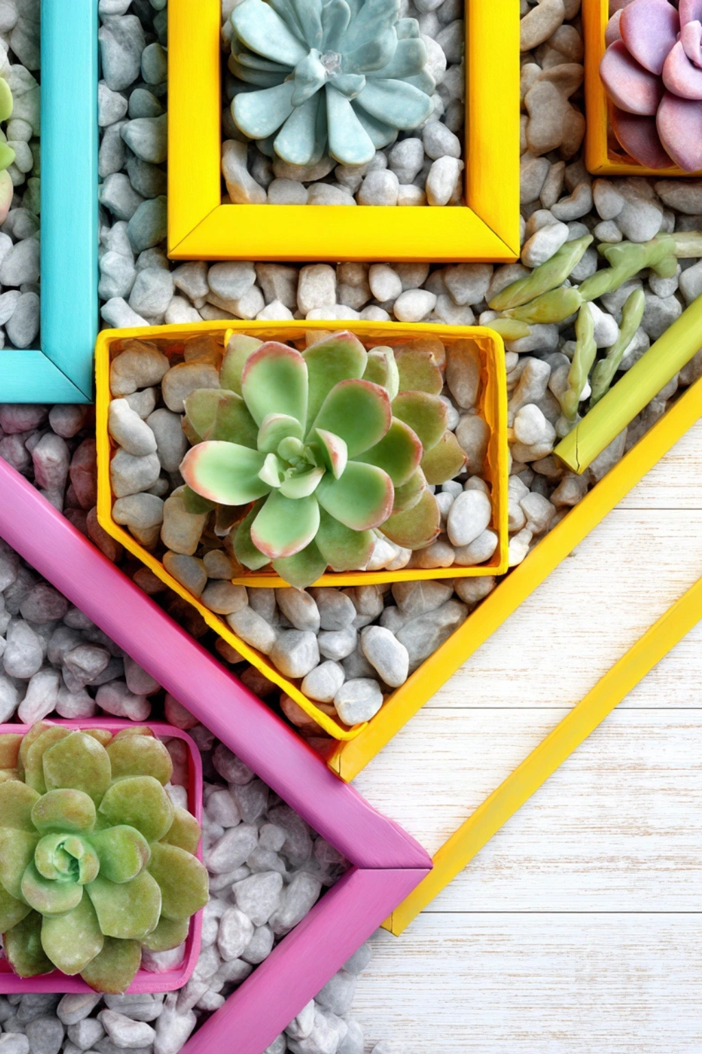 Geometric Succulent Frames with a Pop of Color