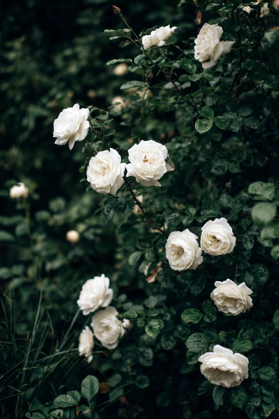 Elegant White Rose Bush Display