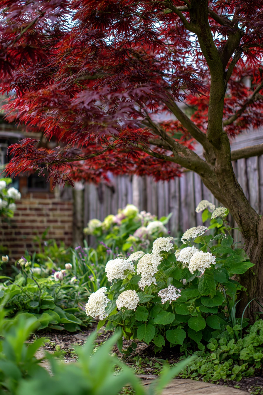 Dwarf Hydrangeas Under Crimson Maple
