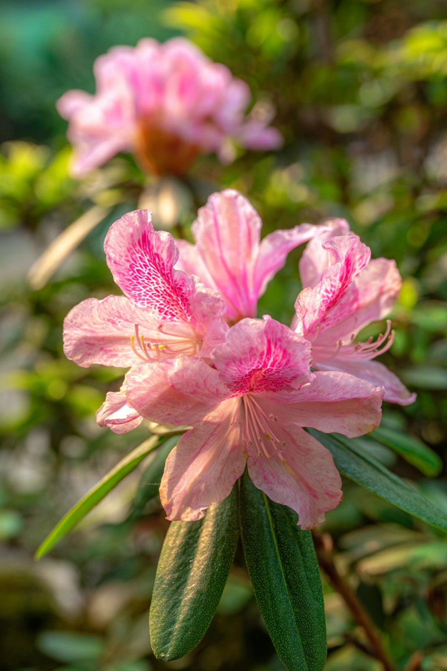 Blush Pink Rhododendron with Graceful Blooms
