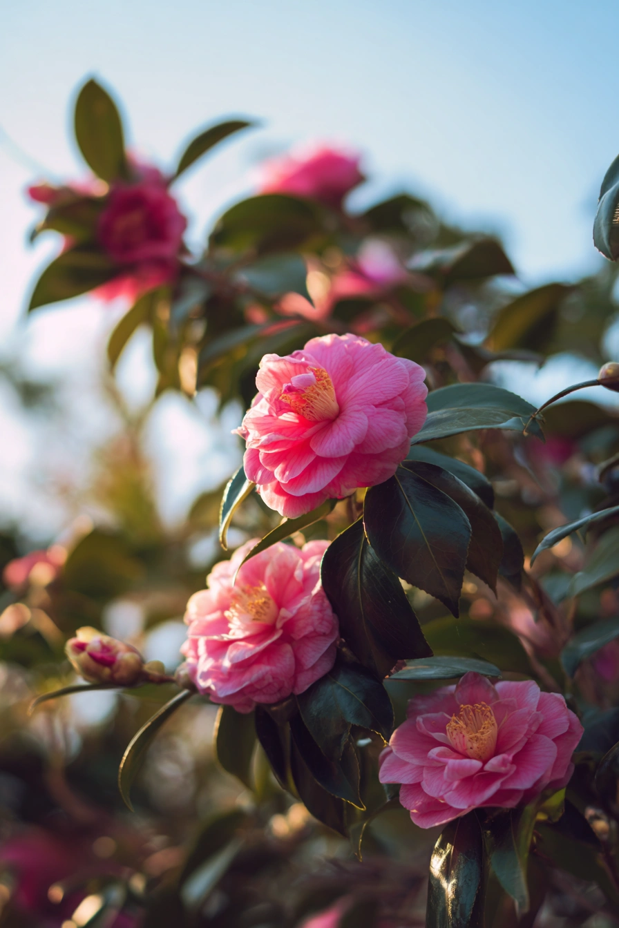 Soft Pink Camellias for Elegant Charm