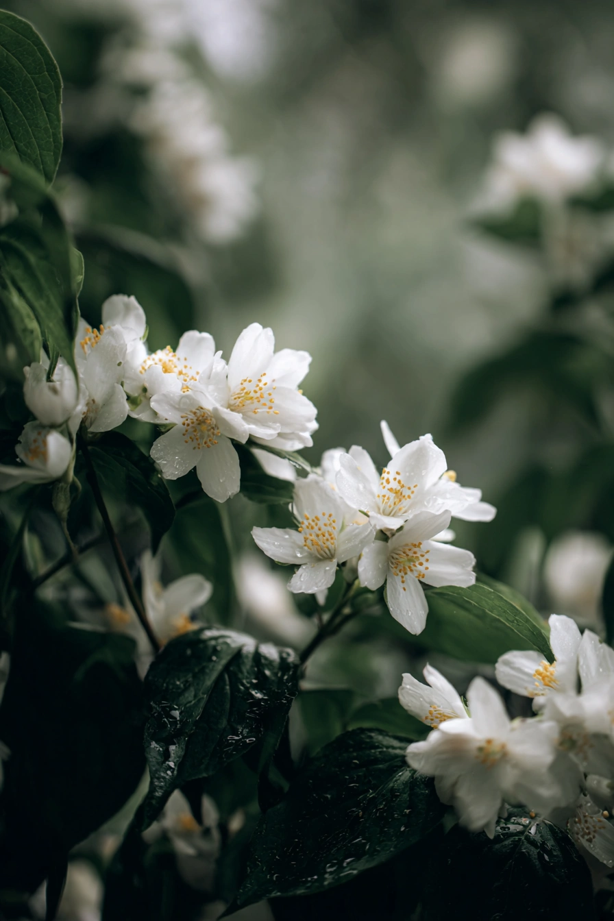 Heavenly Mock Orange with Sweet Fragrance
