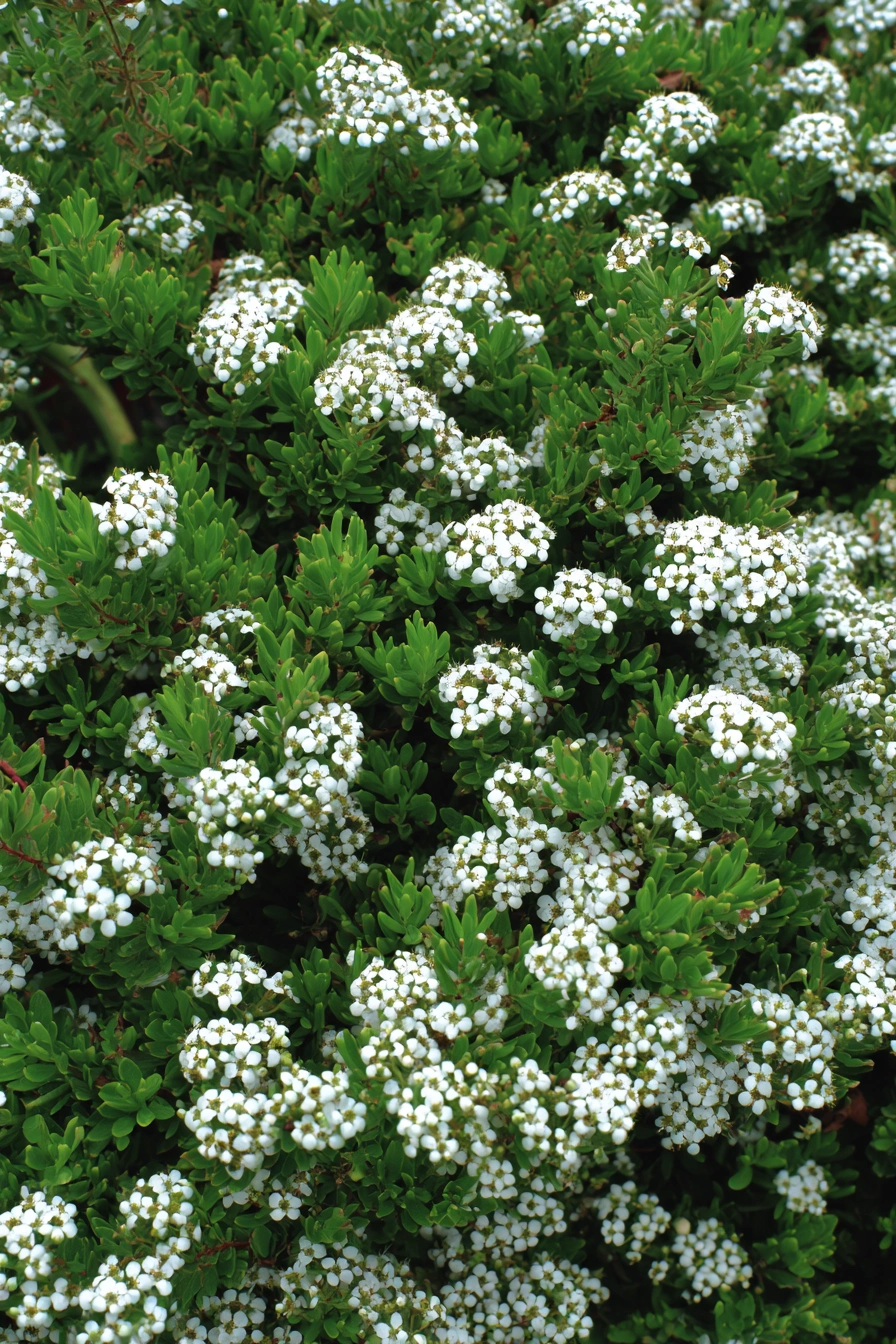 Compact Sweet Alyssum-Like Blooms