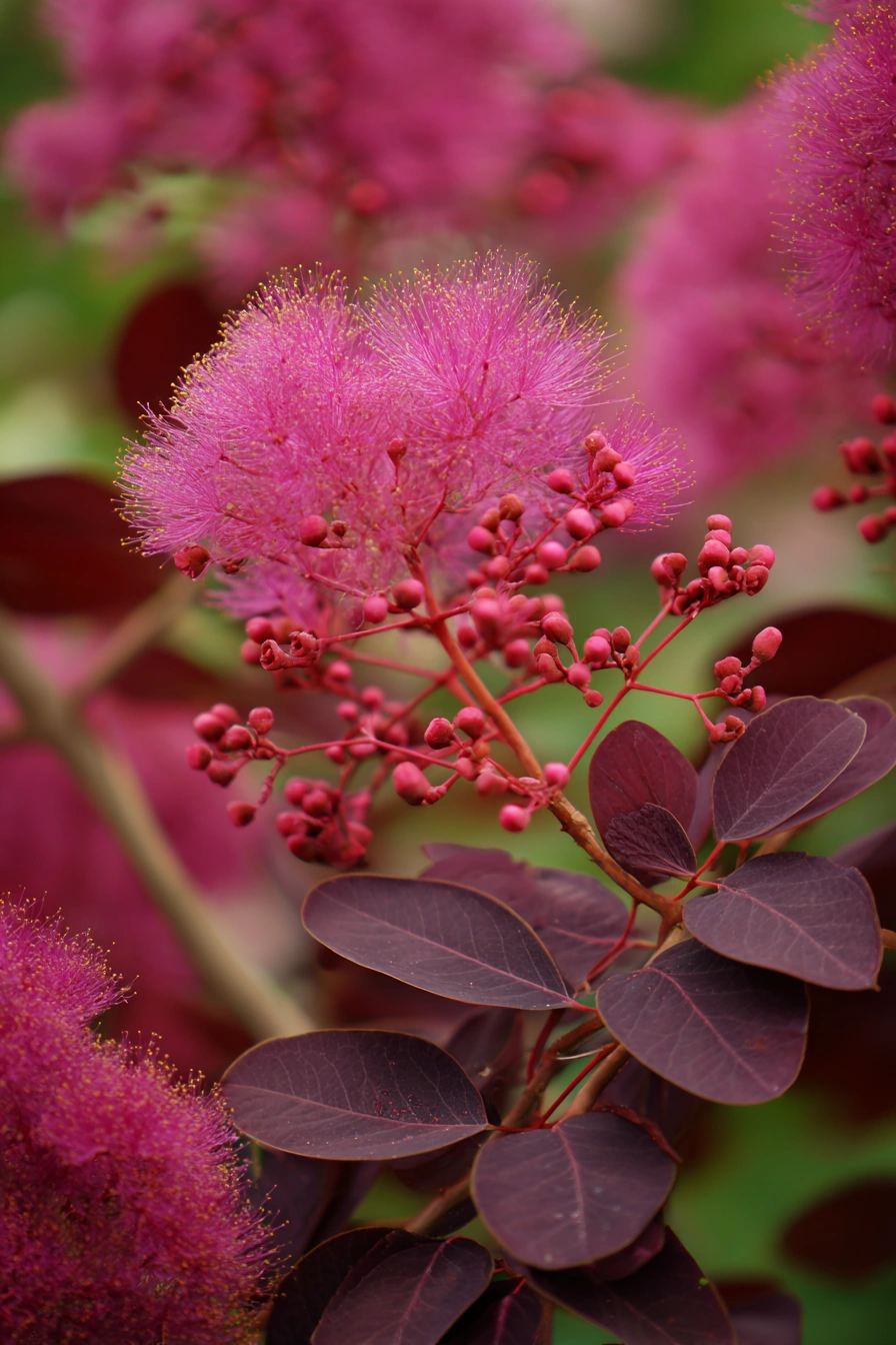 Dramatic Smokebush with Fluffy Plumes