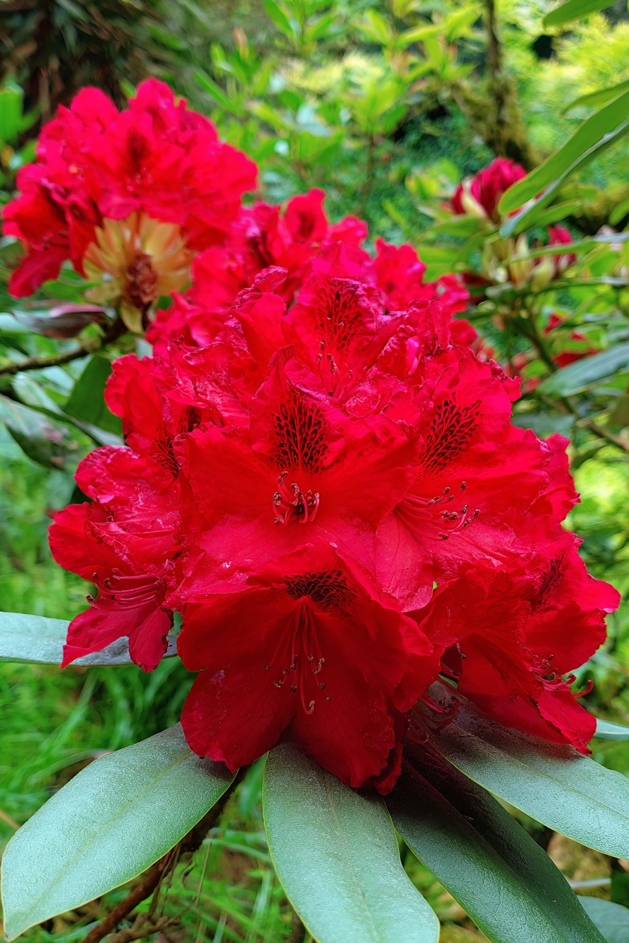 Bold Red Rhododendron Blooms