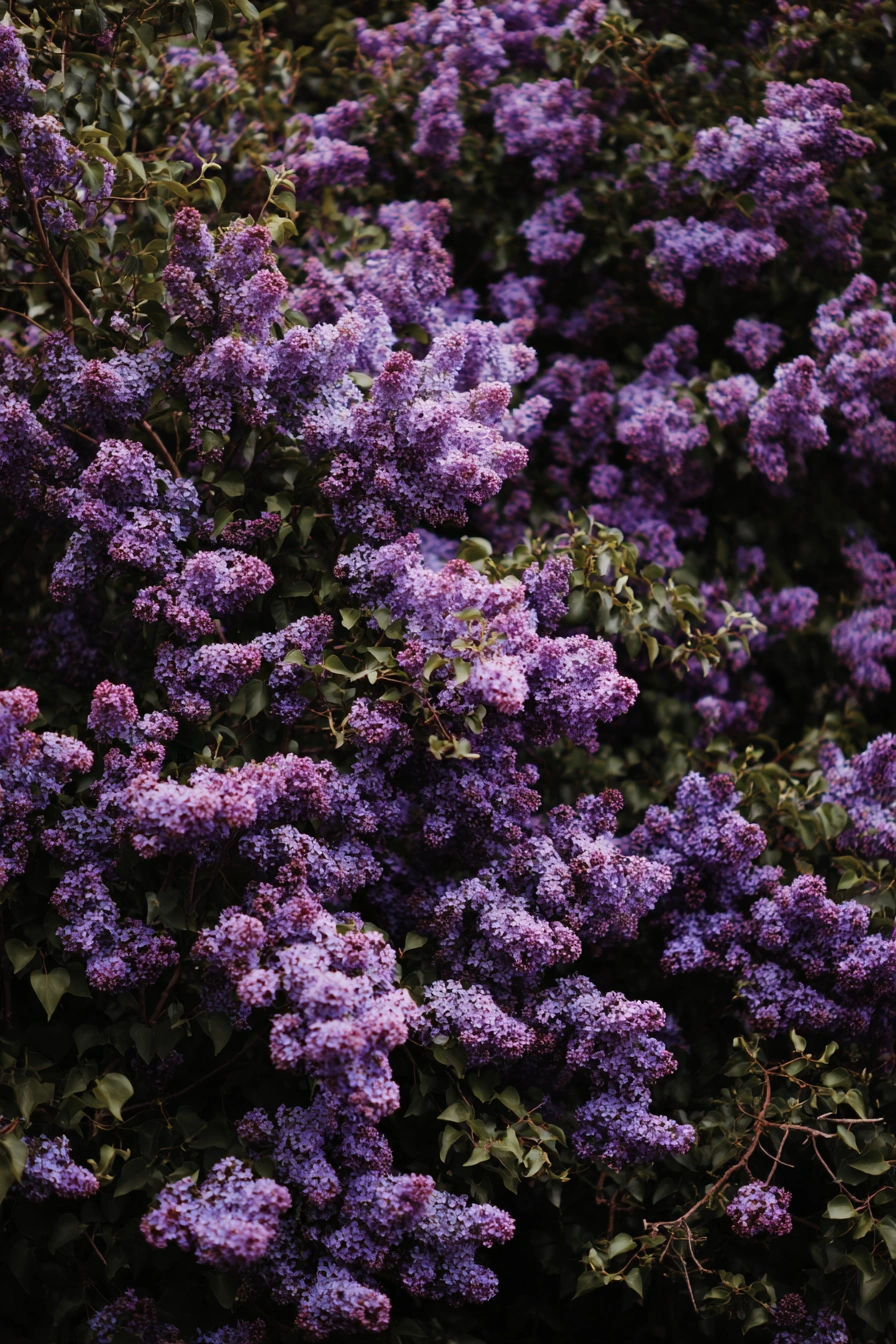 Fragrant Lilac Bush with Lush Purple Blooms