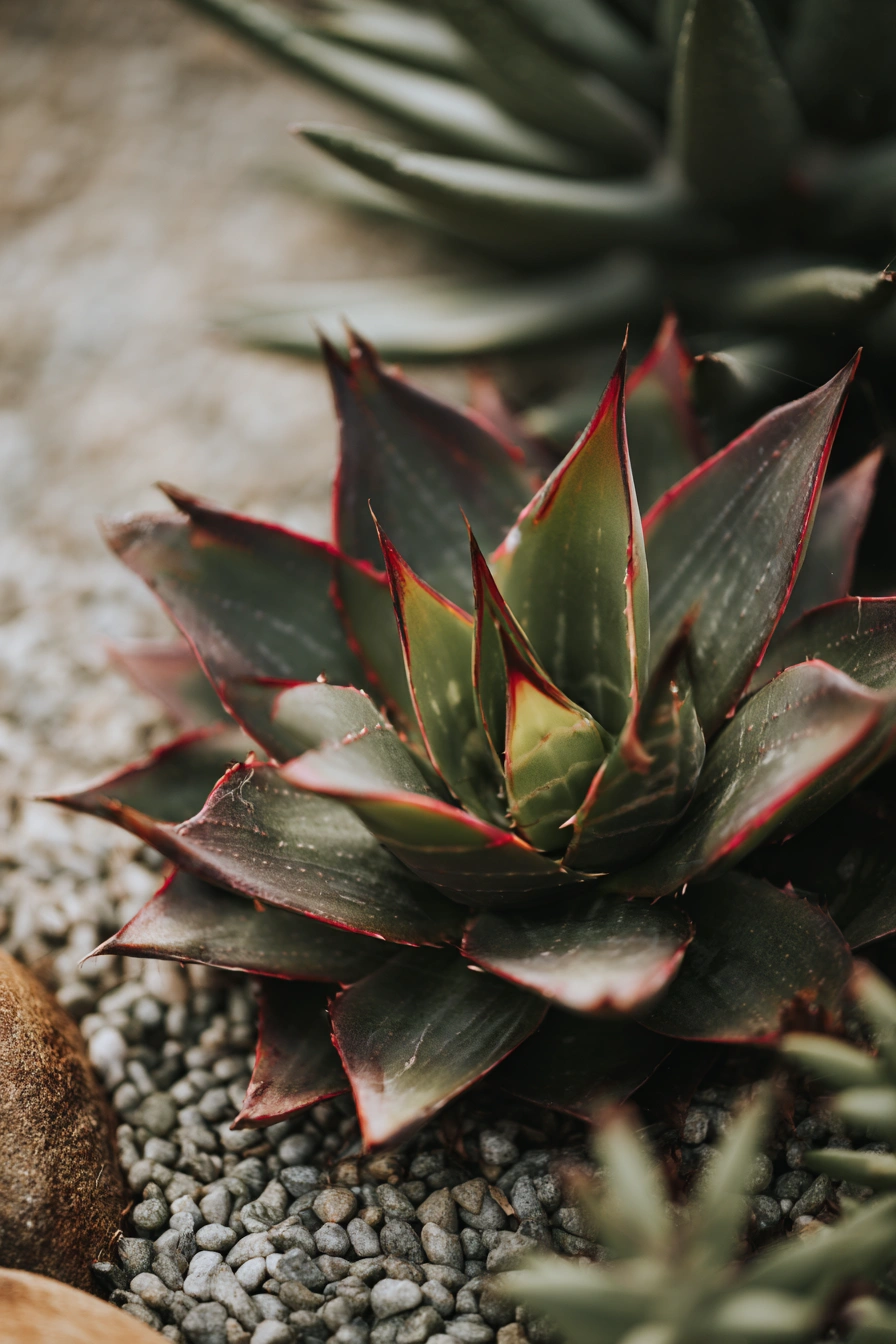 Bold Agave with Crimson Edges