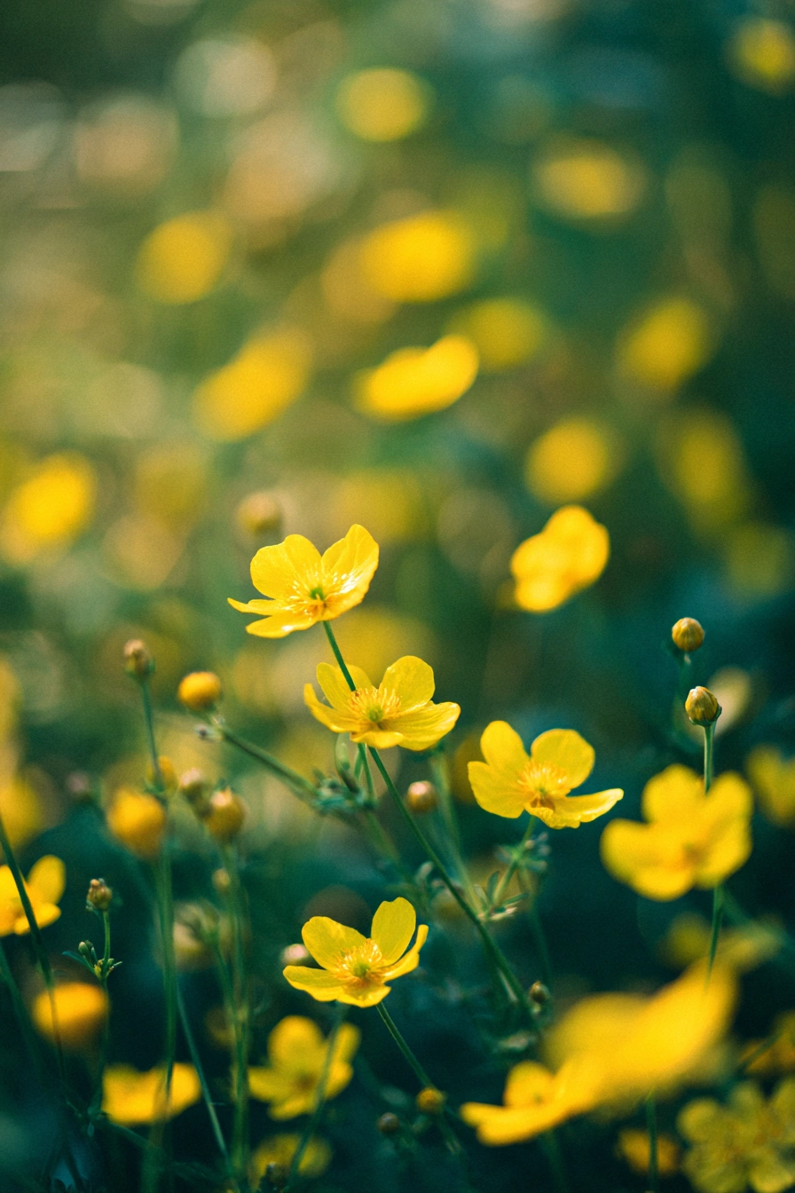 Golden Buttercups in Soft Focus