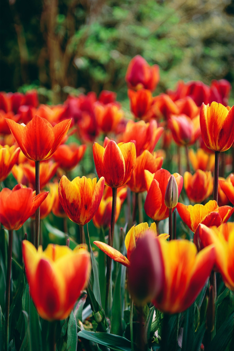 Fiery Tulips in Full Bloom