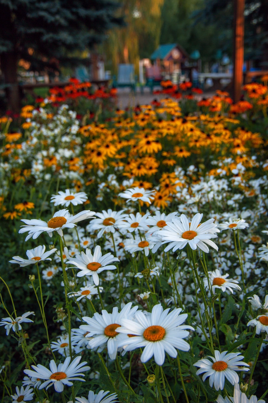 Sunny Garden with Shasta and Black-Eyed Susans