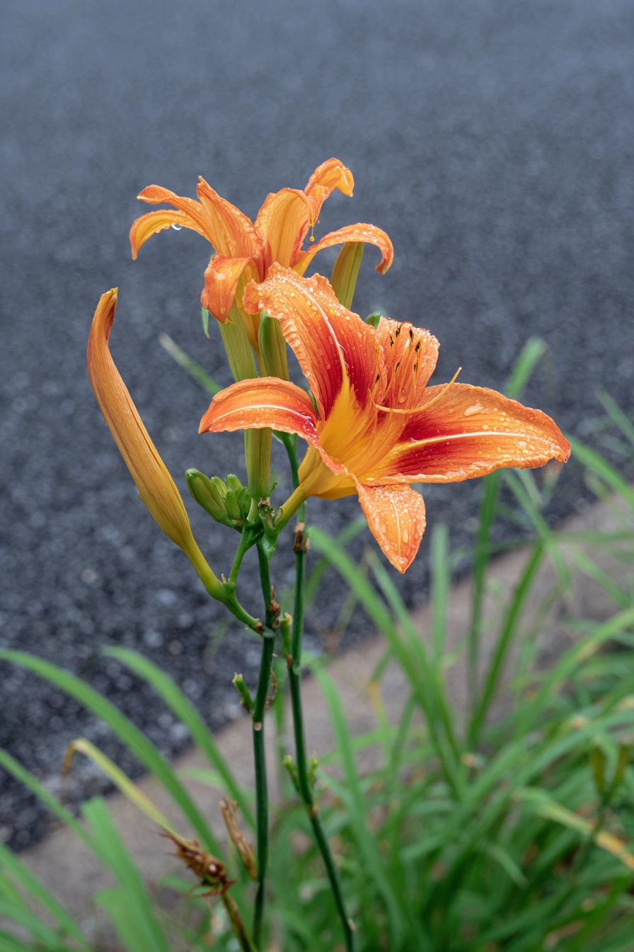 Vibrant Daylilies After Rain