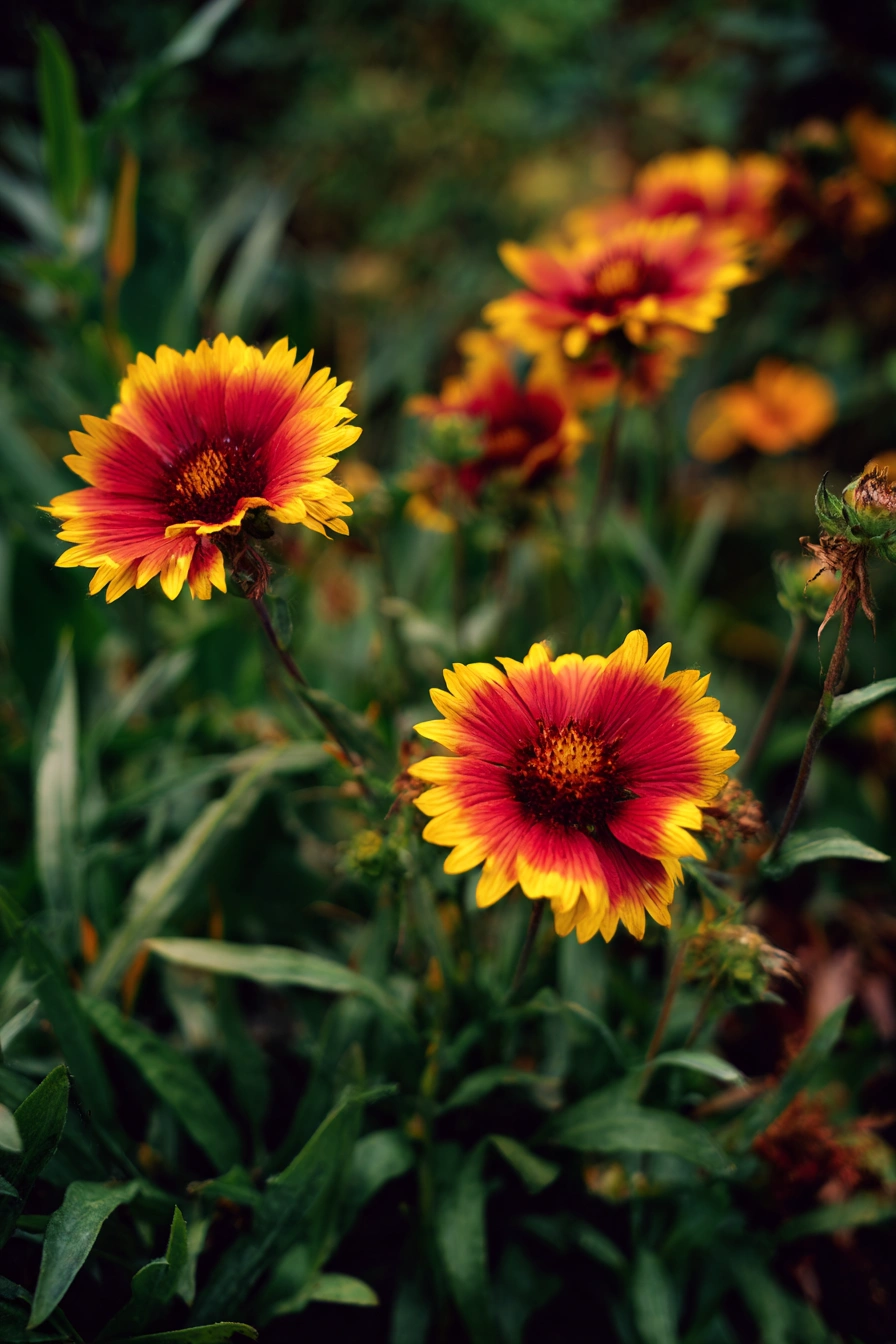 Vibrant Blanket Flowers in Bloom