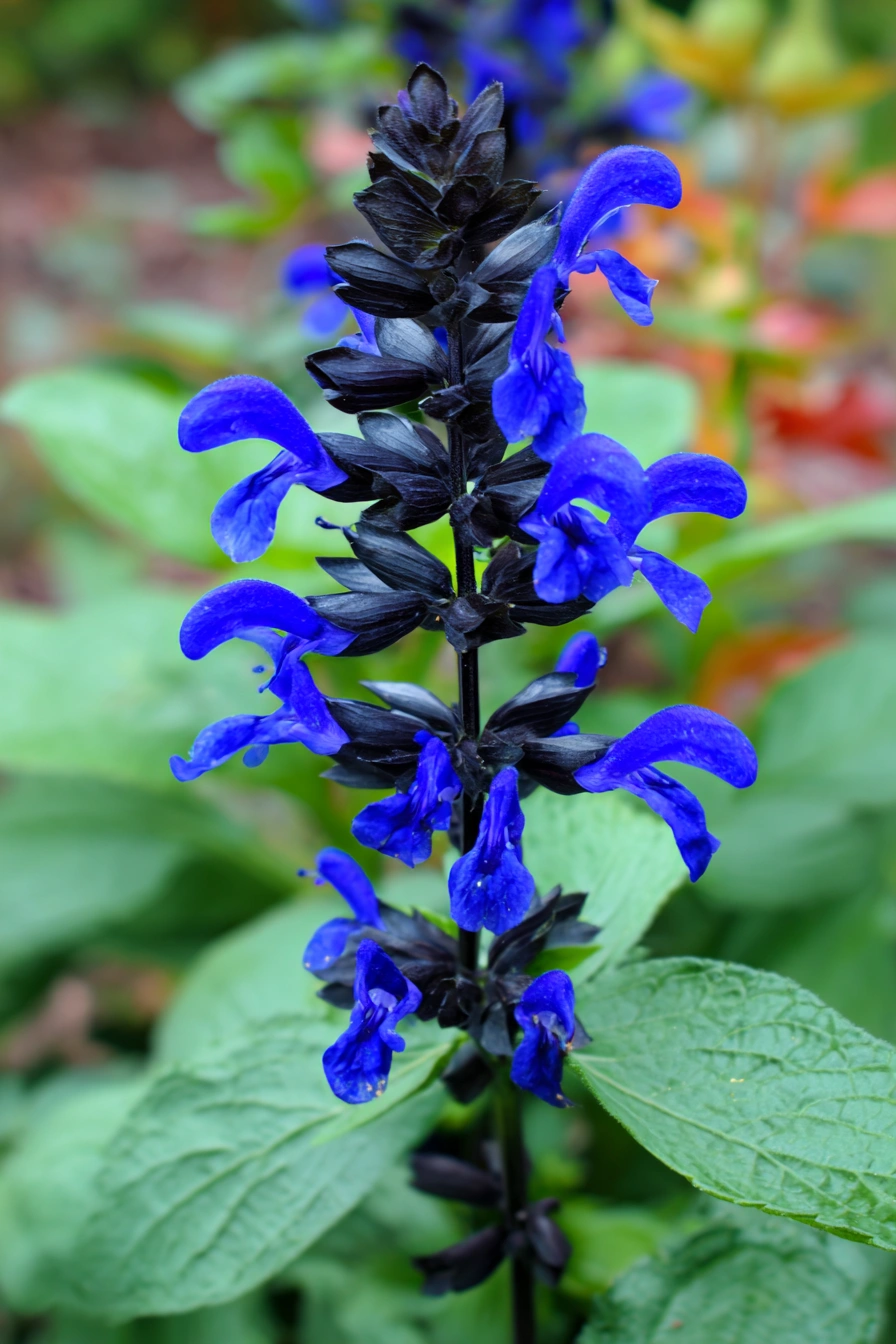 Electric Blue Salvia Blooms